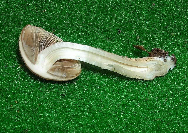 Psathyrella gossypina   (Bull.)   A. Pearson & Dennis